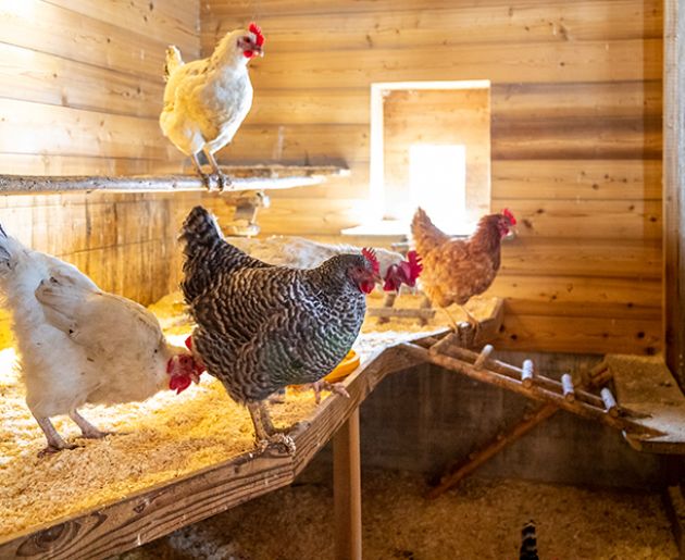 Hühner sitzen in einem Hühnerstall