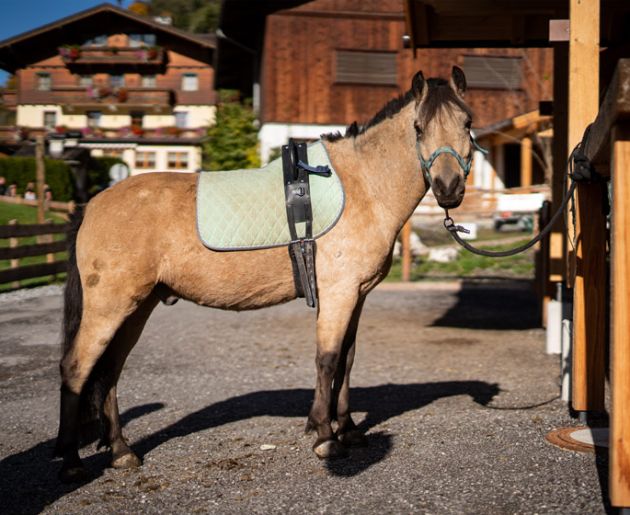 Reiten im Oberkarteis