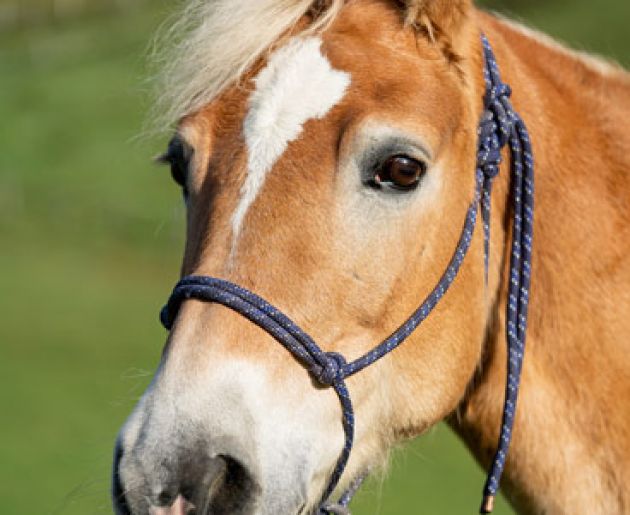 Reiten im Oberkarteis