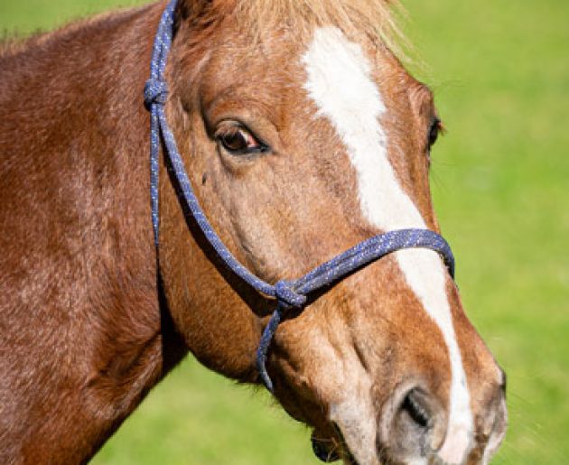 Reiten im Oberkarteis