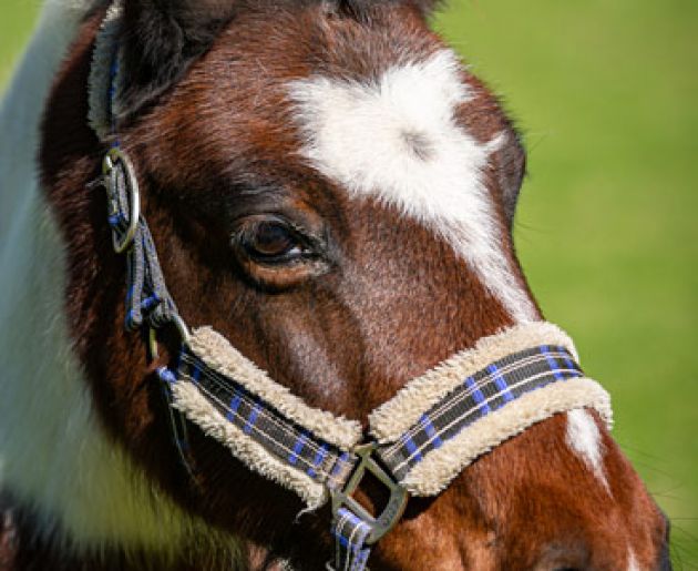 Reiten im Oberkarteis