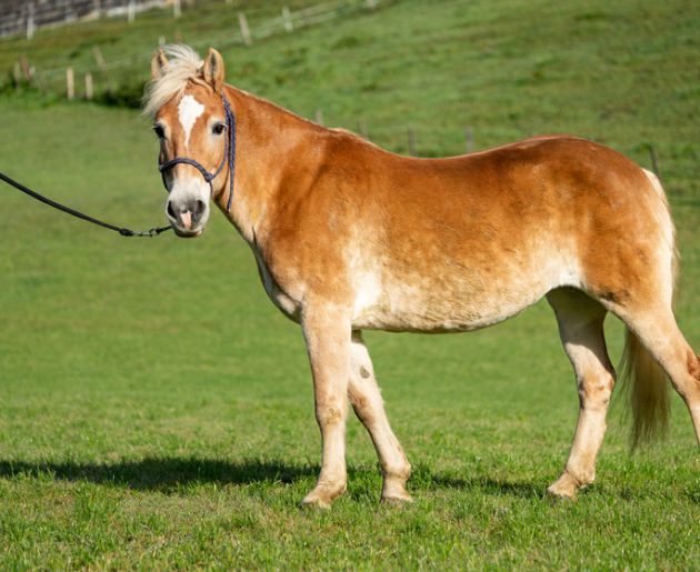 Reiten im Oberkarteis